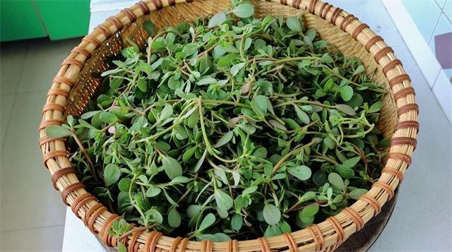 马齿苋怎样做才好吃又简单,健康野菜马齿苋凉拌适合炎热夏季