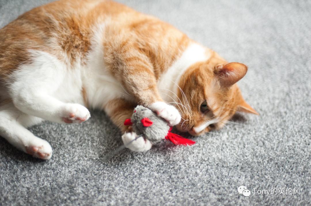 英国养猫宠兔,英国养猫开销