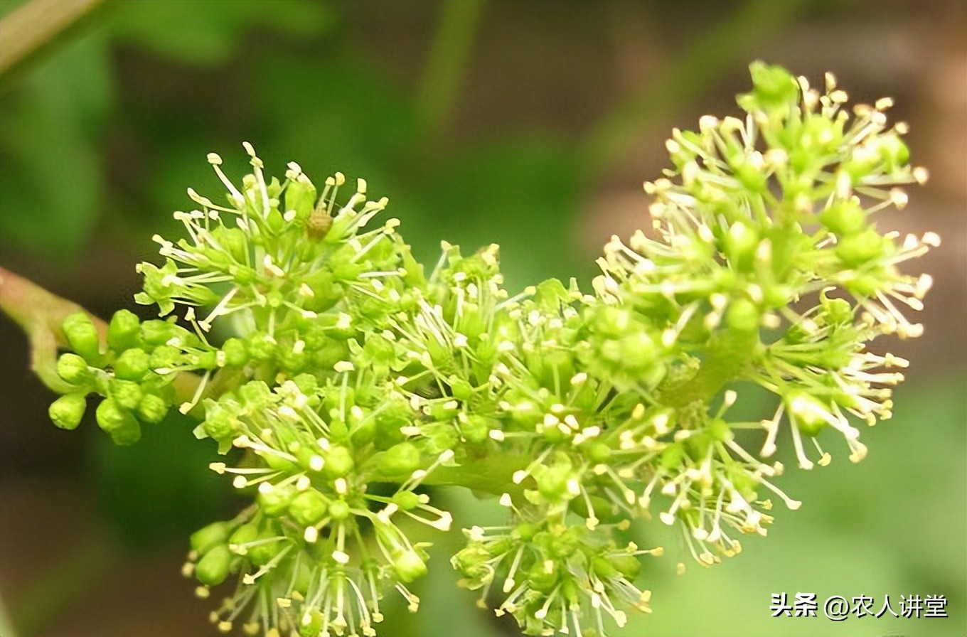 这个果实膨大配方你知道吗？最高增产可达60%