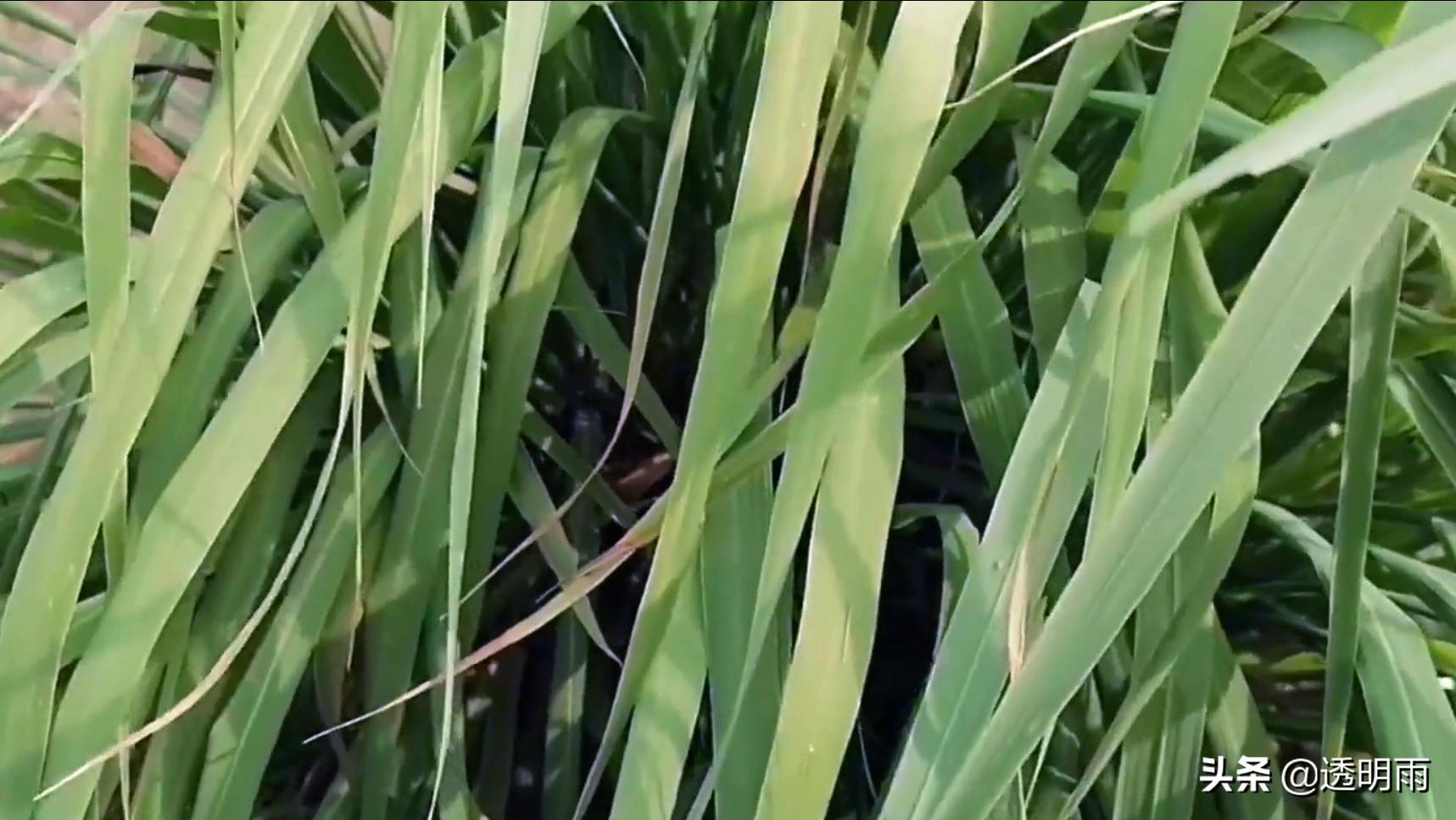 美食调味植物香草,香草气味芬芳