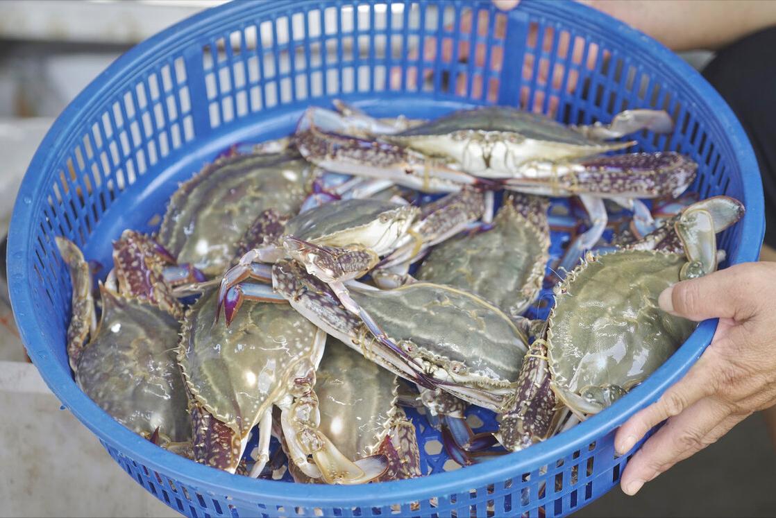 12种常见螃蟹的区别与特点,常吃螃蟹种类区分图解