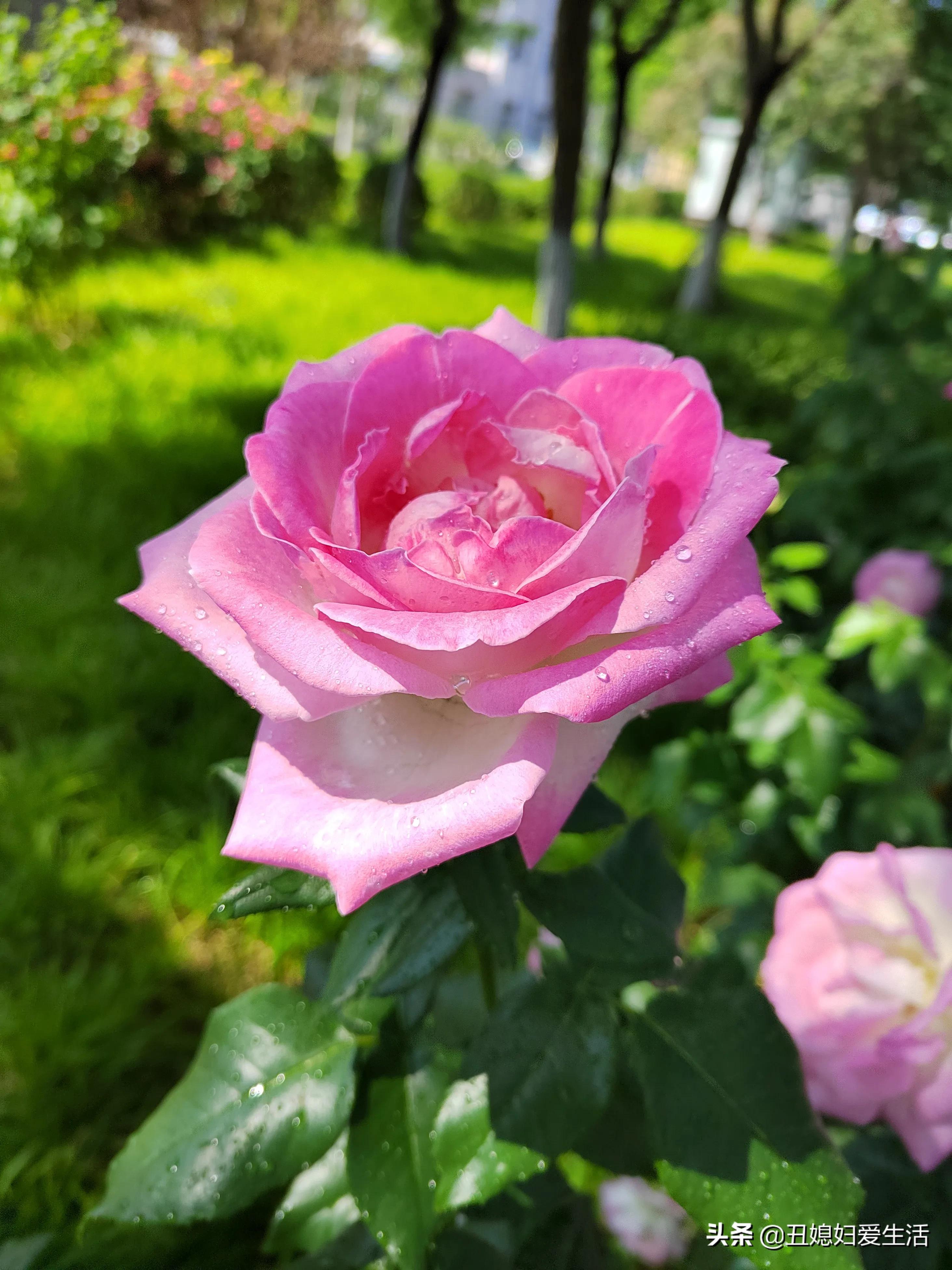 幸福究竟是什么歌曲,幸福究竟是什么完整版