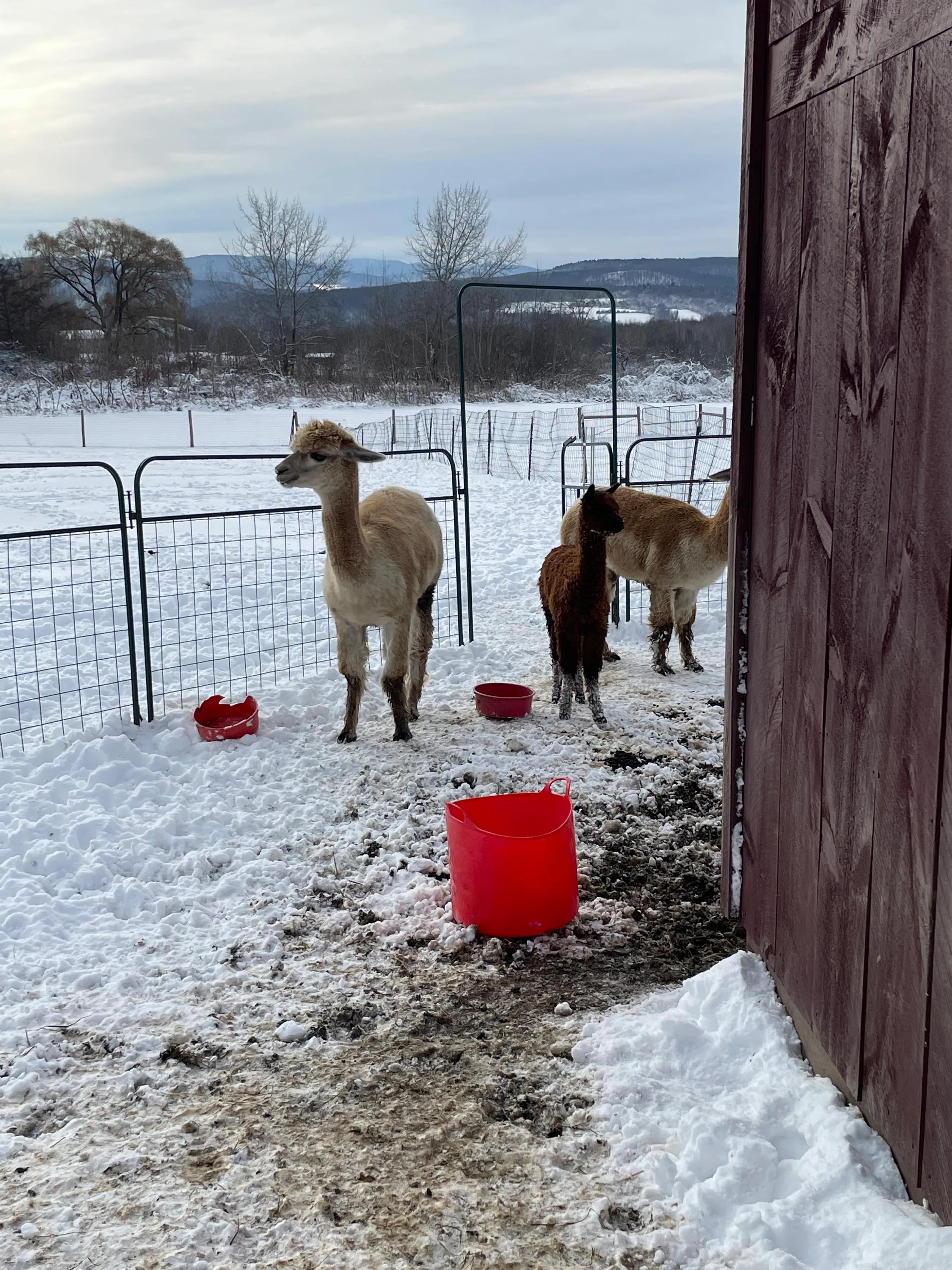 羊驼和驼羊是一个品种吗视频,羊驼和驼羊哪个是有刘海的