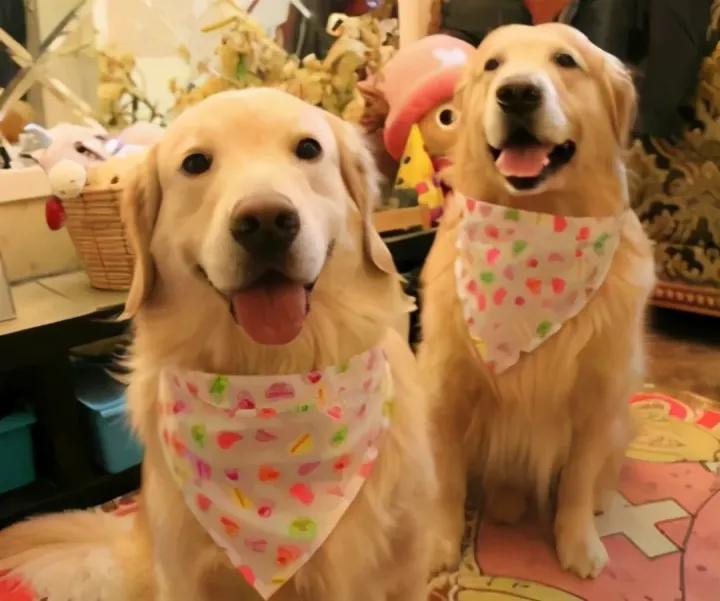 5种最受欢迎的狗狗你养了哪一种,可爱到上头的7种狗狗特别受欢迎