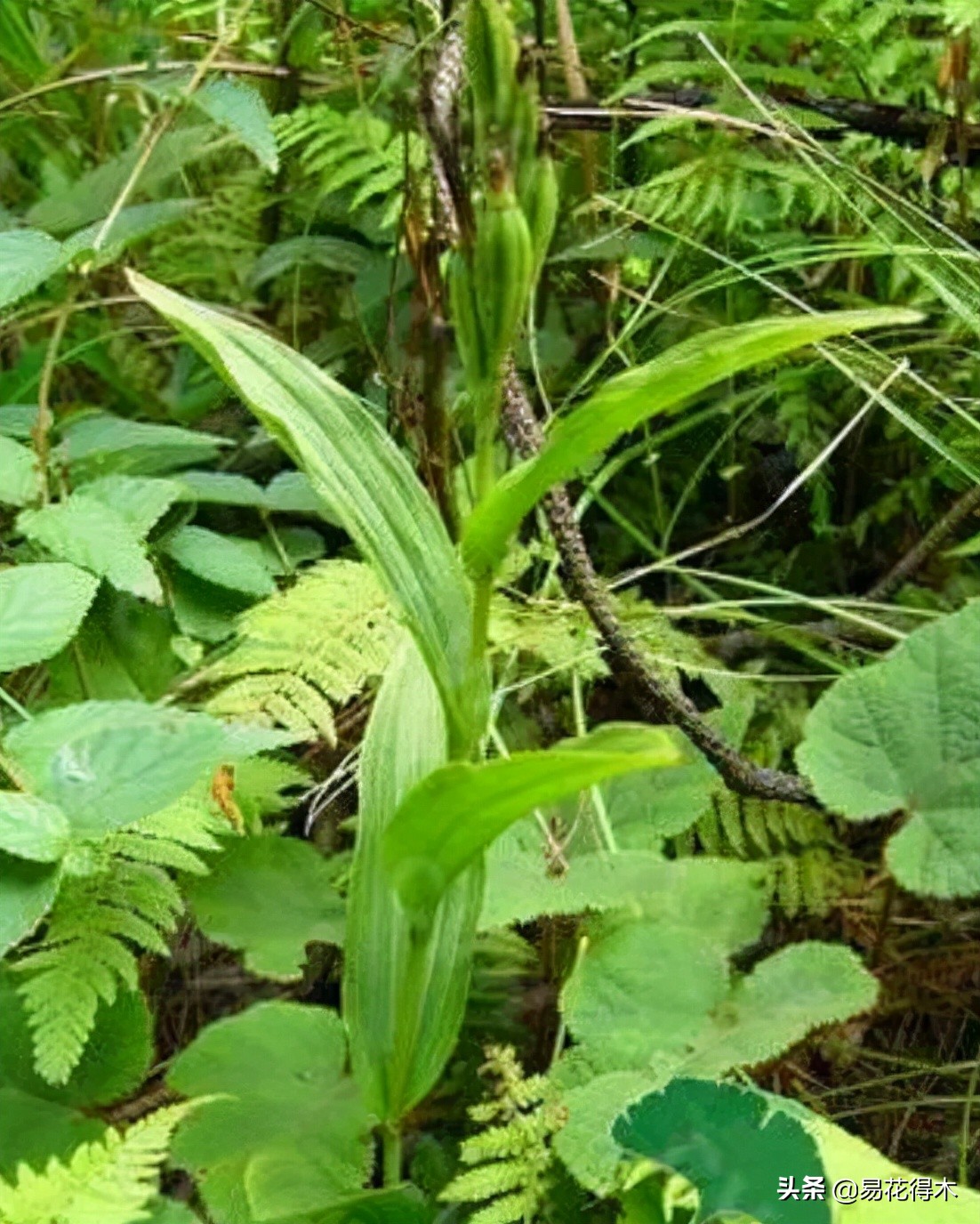 十大野生名贵兰花虎头兰,名贵兰花常见品种介绍图片