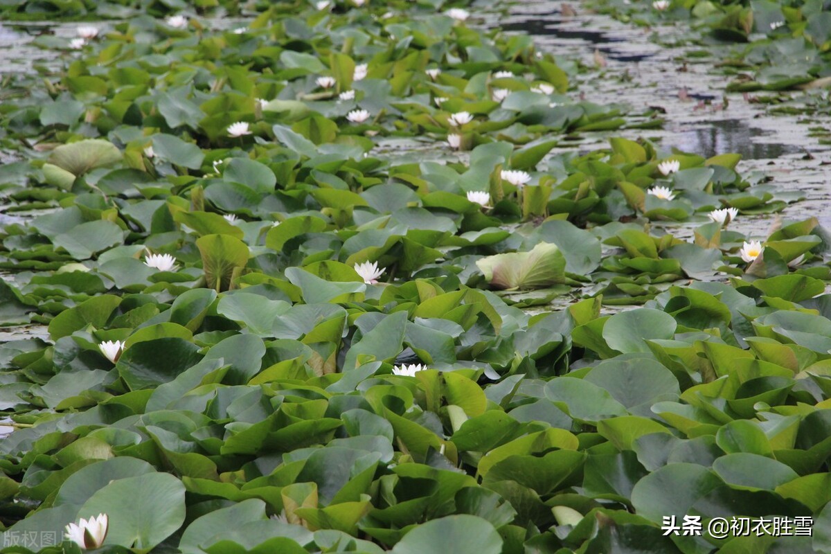 睡莲古诗文,睡莲的诗句古诗