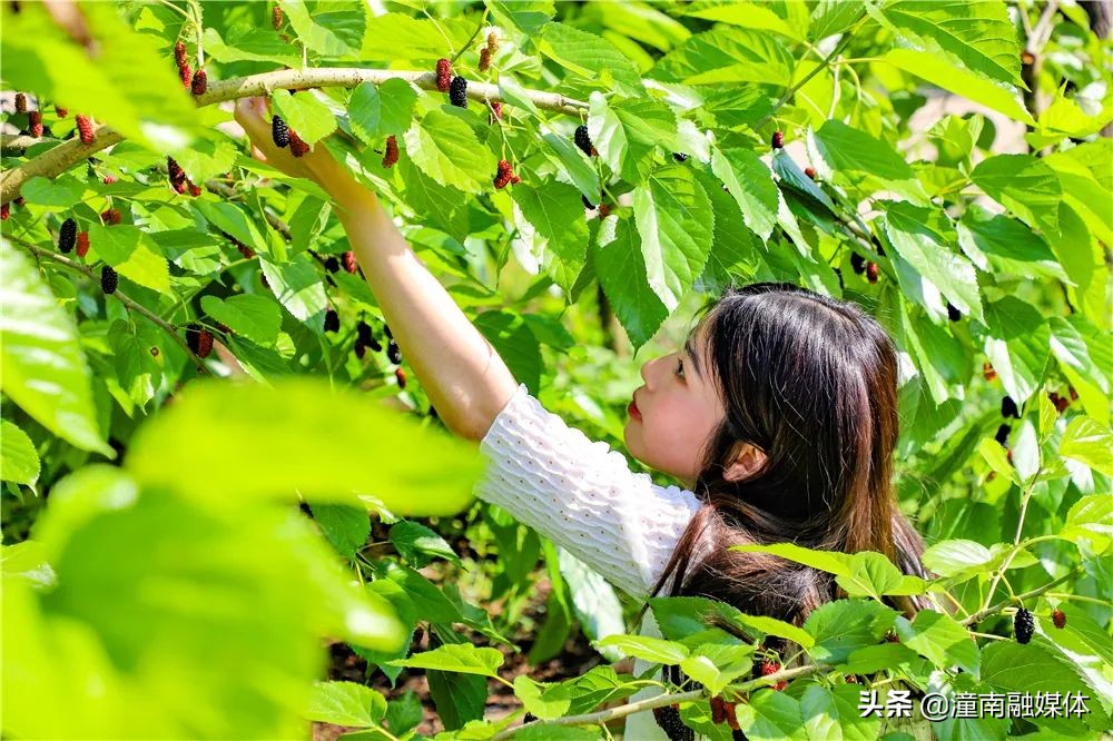 五一去哪儿耍|来塘坝摘桑pao儿啦