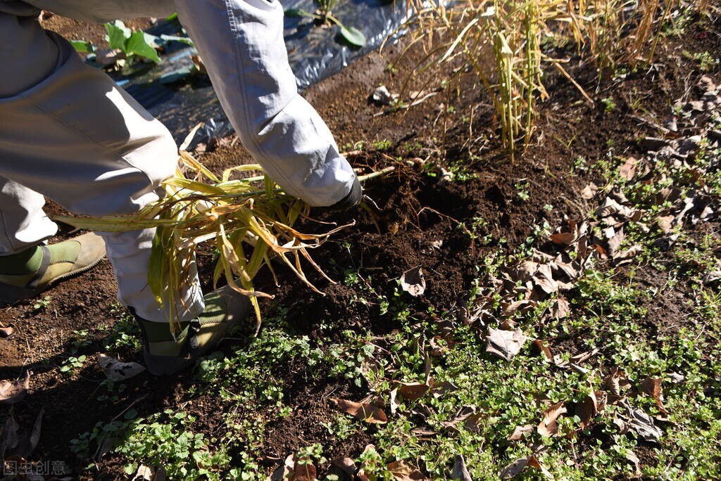 生姜收获方法和技巧,生姜晚采收还是早采收好