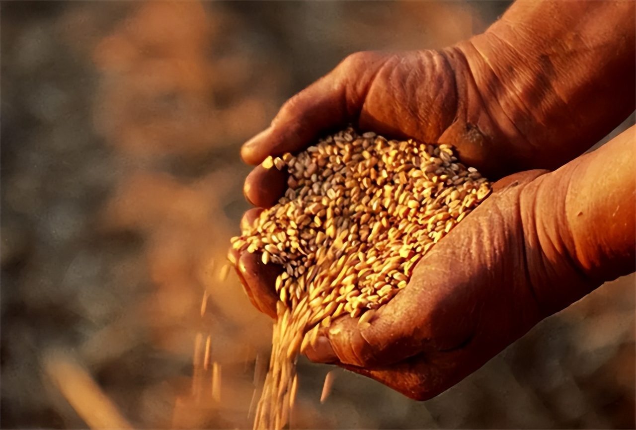 种子战争的危机,种子危机到底多可怕