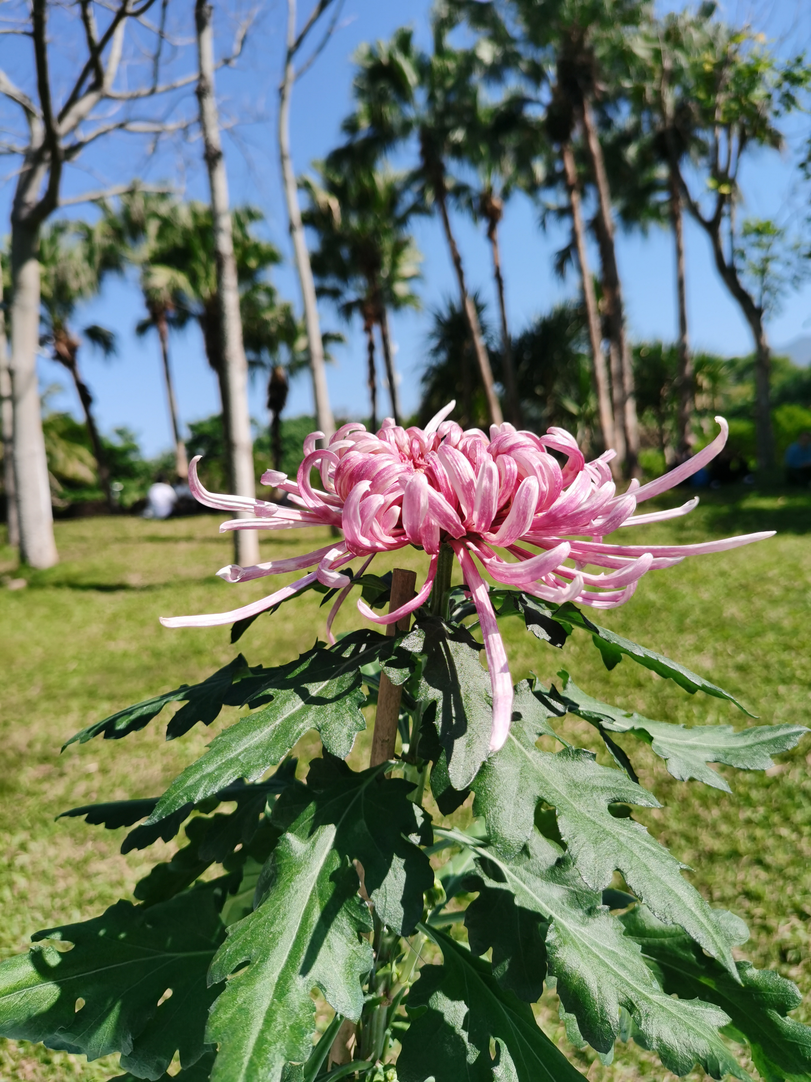 微信里收到图片是模糊的怎么回事,为什么微信收到的图片很模糊