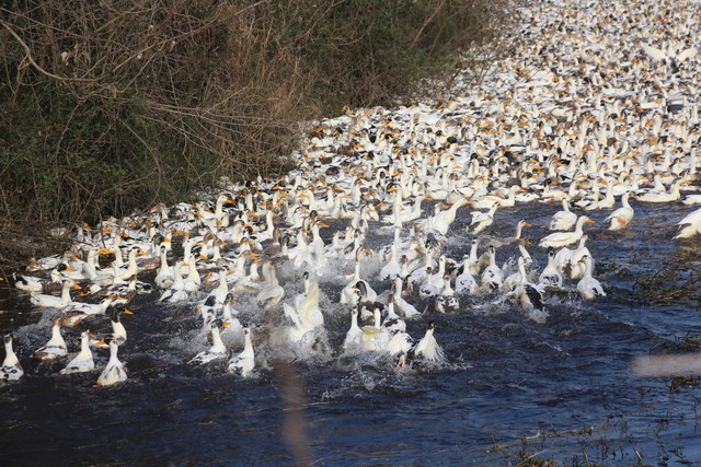 养鸭1000只多少天可以卖,鱼塘养鸭1000只利润和成本