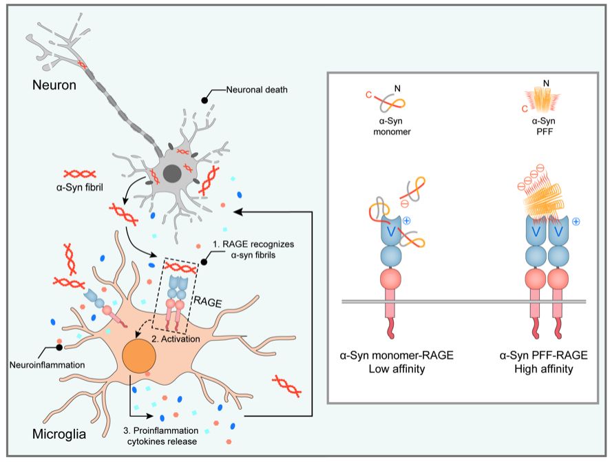 世界帕金森病日第28个主题,世界帕金森病日完整版
