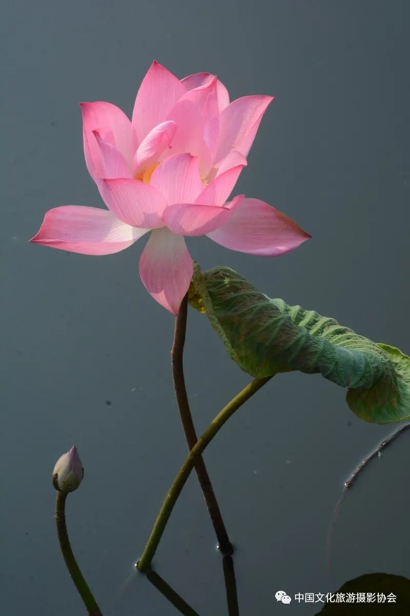 潘塘公园庆庆游乐场,潘塘公园的荷花池作文