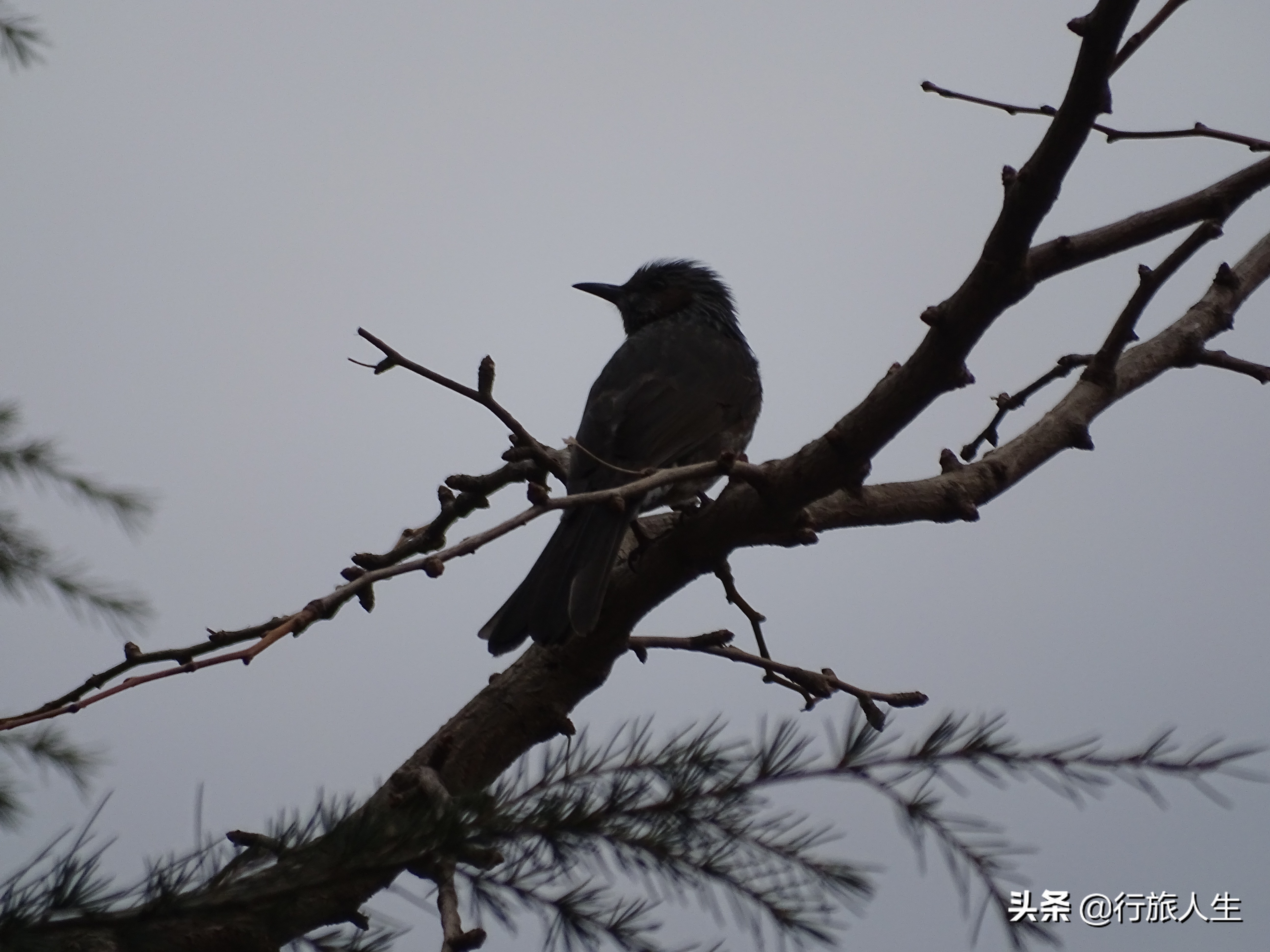 冬日的鸟儿文案,冬日鸟儿在树上图片