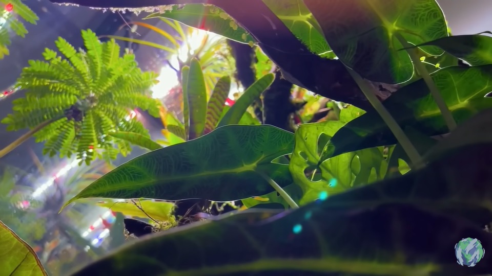 美国小哥在卧室建出一缸热带雨林，食物链环环相扣，太强了