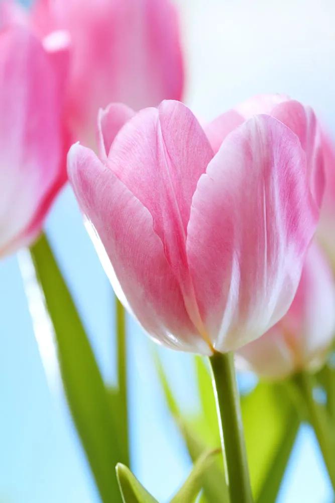 一花一世界一念一佳人的图片,一花一世界一叶一春秋图片