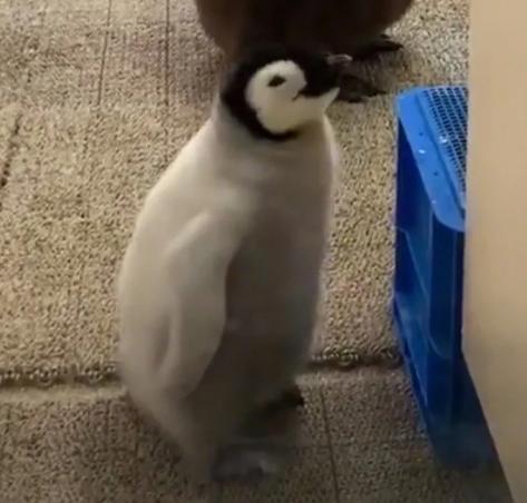 北京冬奥会开幕式羽绒服盘点,中国队穿的大衣到底是什么来头?