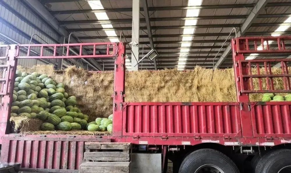 打工还是做农产品代办？甘肃武威小伙5年从0起步到月销1000万斤