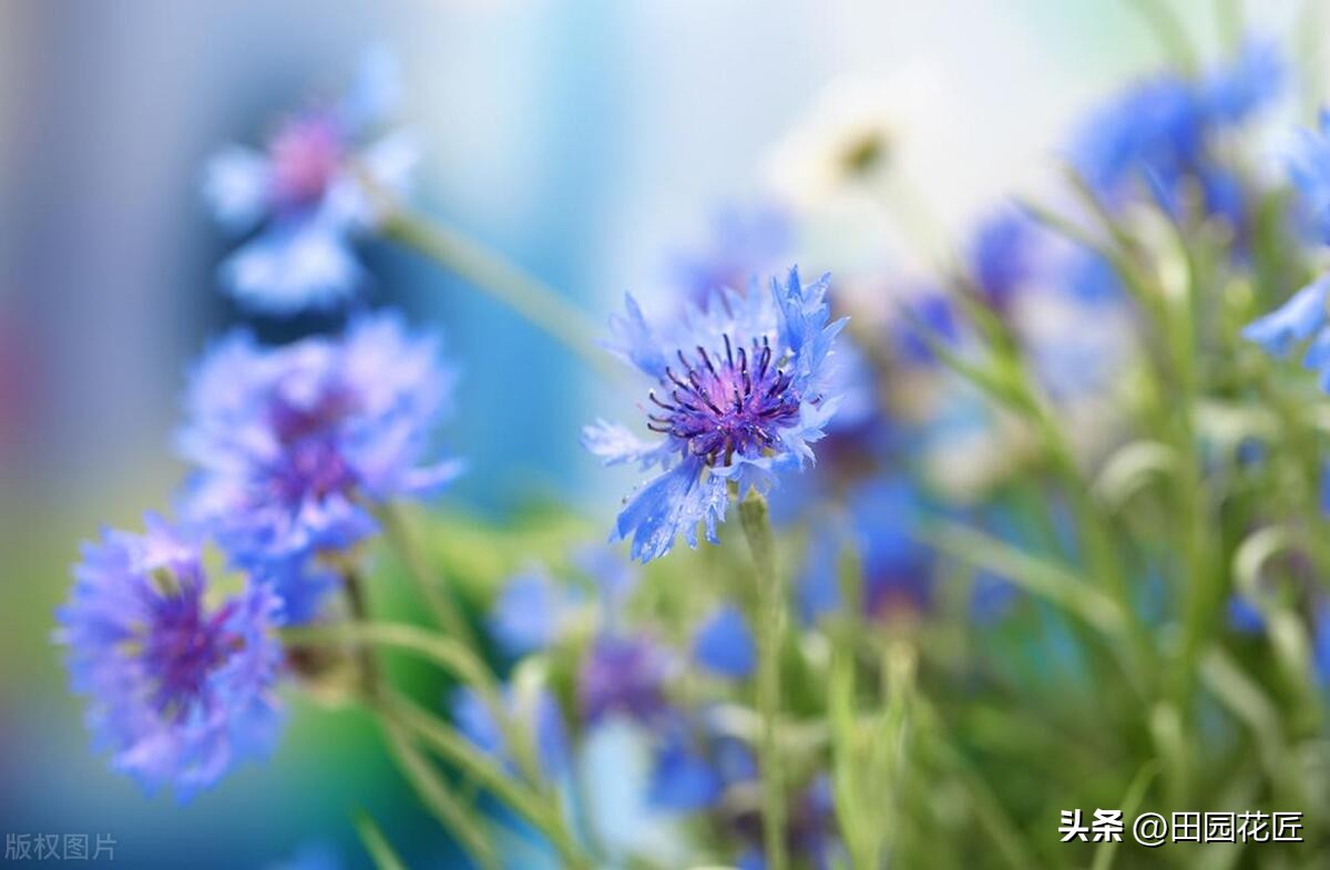 矢车菊好看又好养,矢车菊是草花吗怎么养