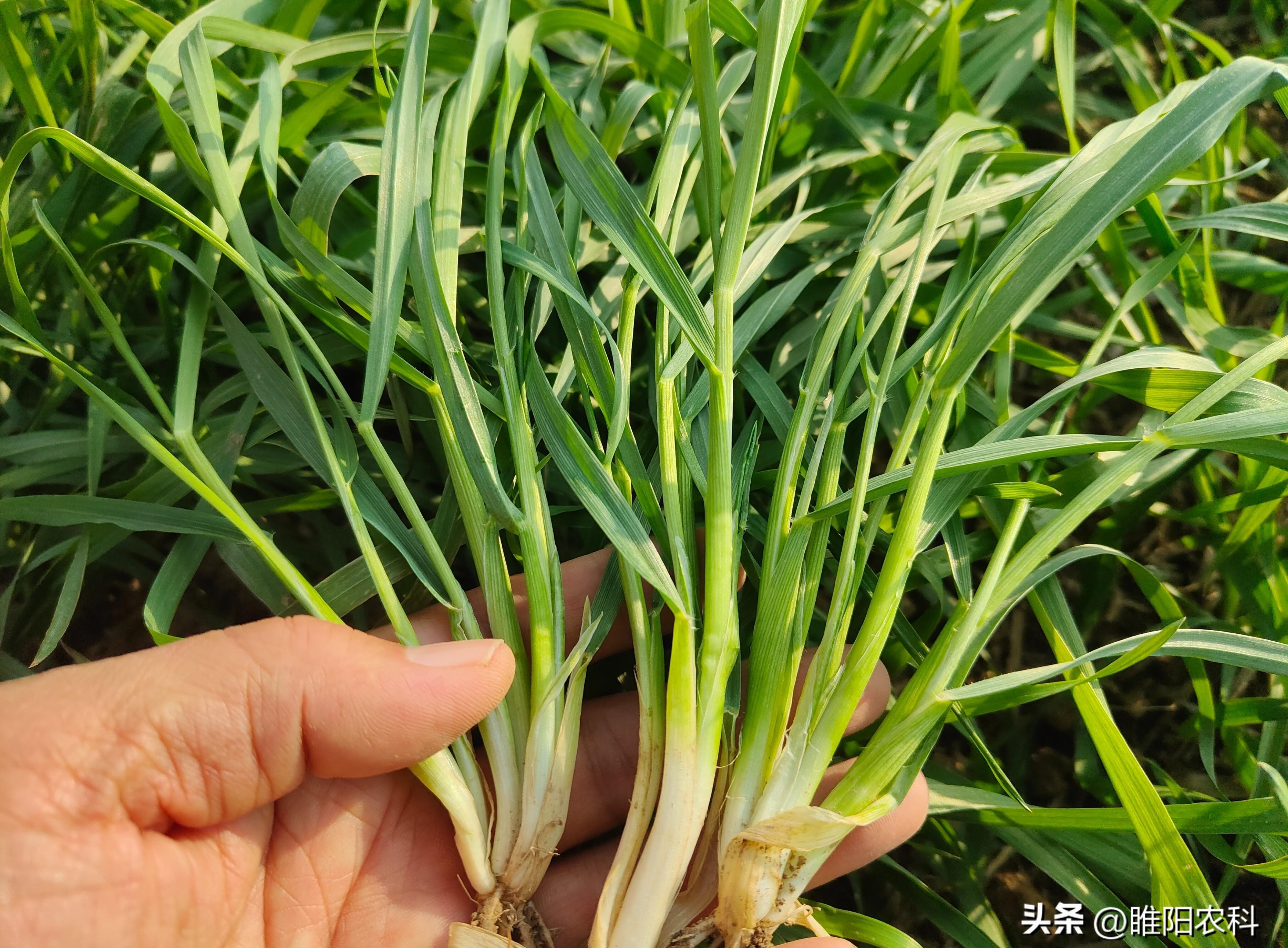 「惊艳口感！小麦之王终极对决！」