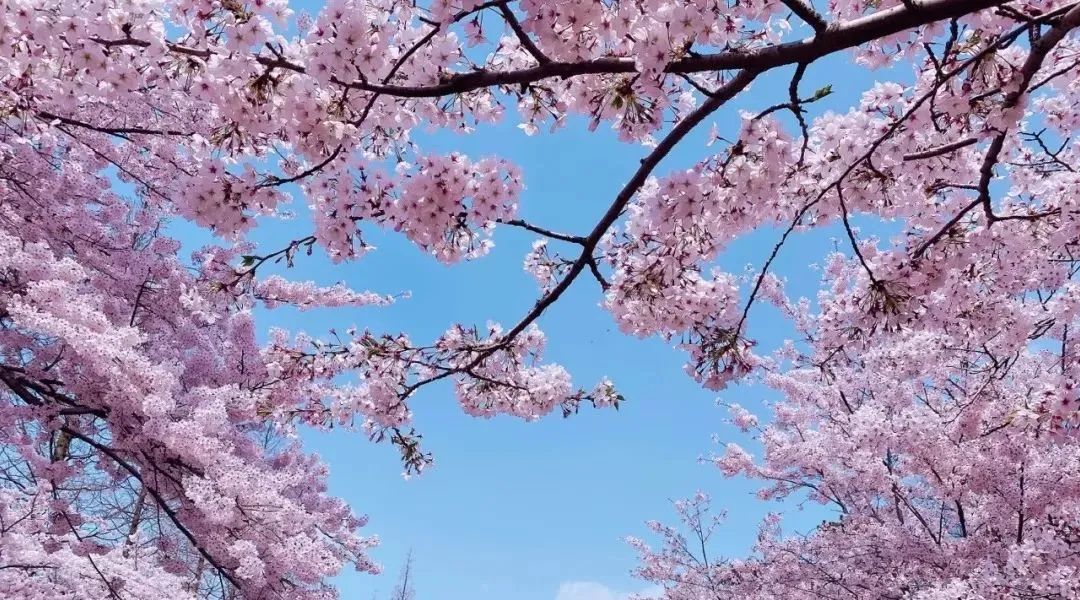 日本100个最佳樱花景点,日本十大樱花景点