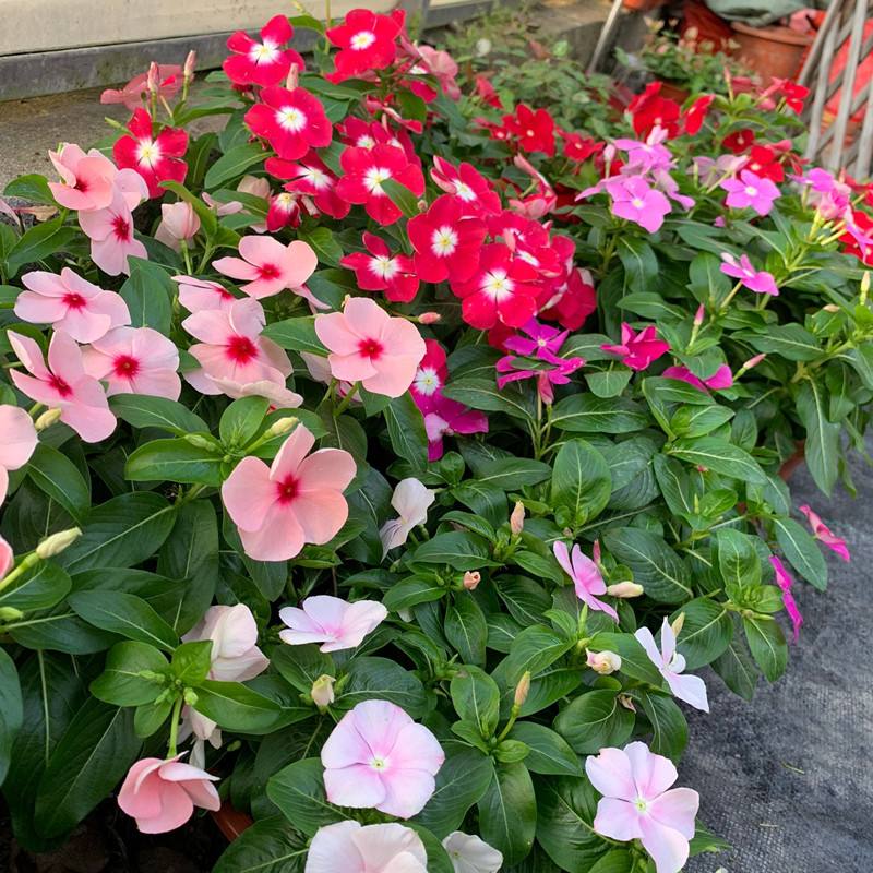 养水牛种什么草最好养,高温下雨后养兰花