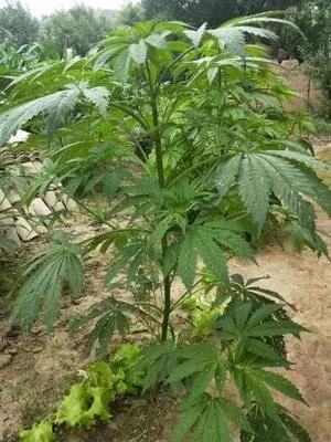 麻籽是五谷之一吗,麻子是不是主食