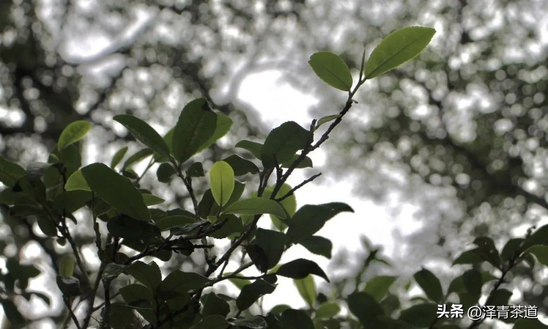 易武六大茶山茶的特点,易武茶的特点