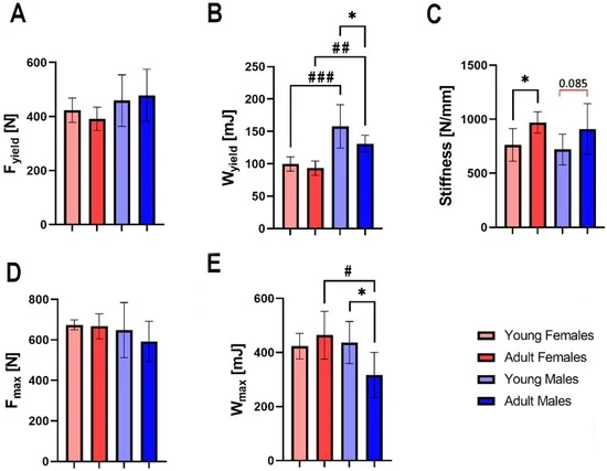 野兔的体型特点,野兔的形态特征