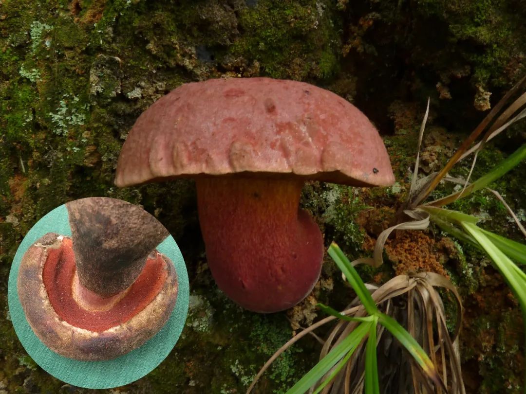 不可食用的有毒野生菌,哪五种野生菌不能吃