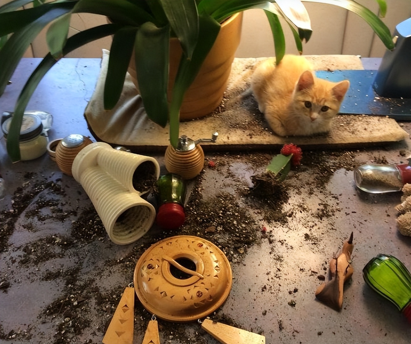 到底该不该揍猫,真的能忍住不揍猫么