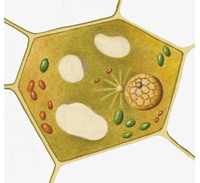 蓝藻球菌的完整细胞MALDI-TOF质谱分析，用于分类和鉴定标记蛋白