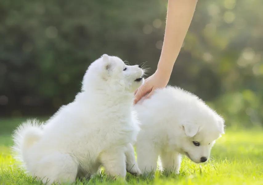 狗狗和你不亲,狗狗见人不亲也不叫