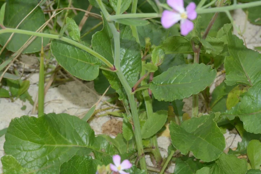 萝卜的这个小知识你知道了吗 (关于萝卜的百科知识有哪些)