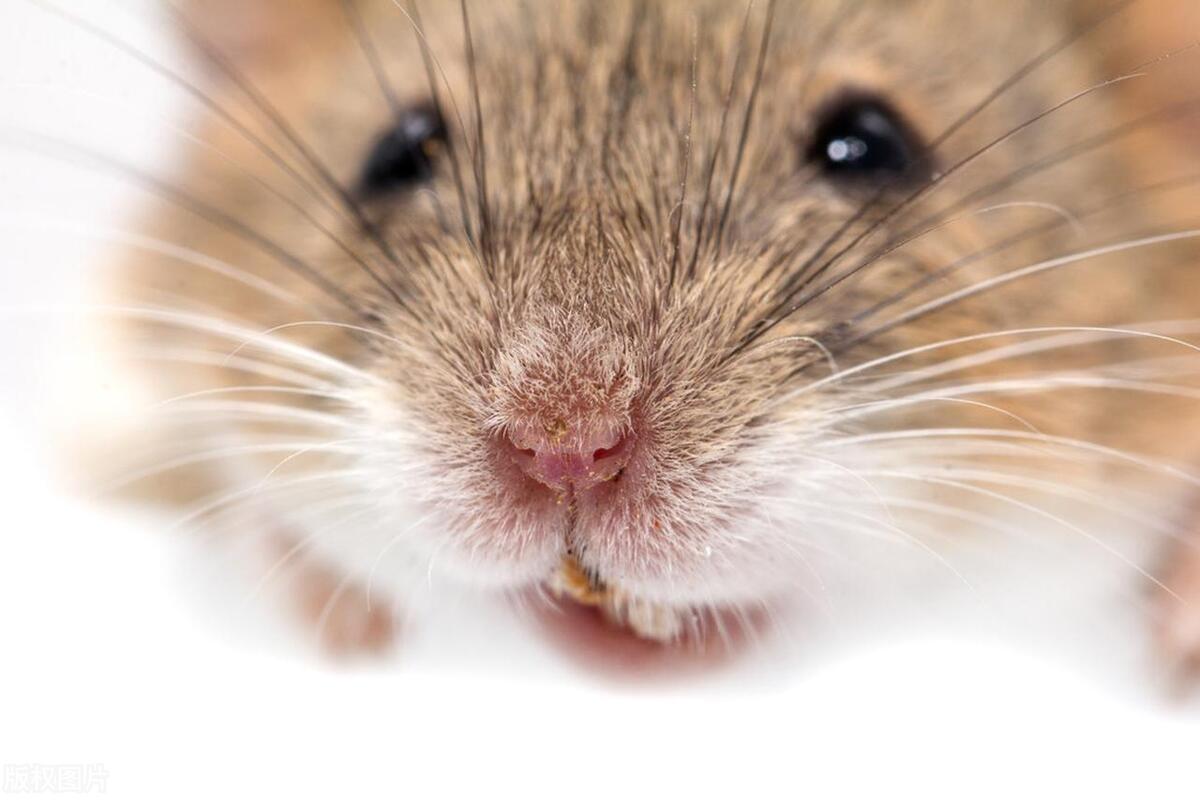 灭鼠工具灭老鼠的方法,如何灭老鼠分享一个物理灭鼠方法