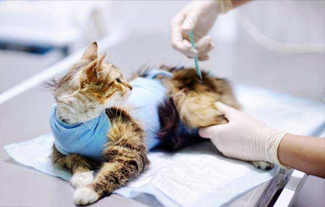 怎样训练猫咪知道自己的名字,想要给猫咪训练该怎么喂食物