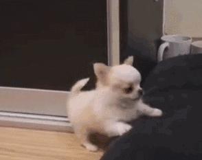 宠物狗哪种比较好养不叫,什么宠物狗最好养又听话不拆家