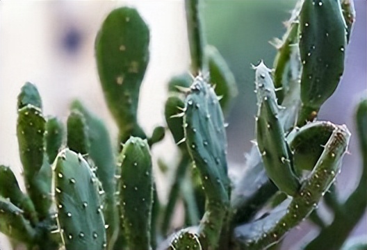 植物由生殖器官和什么器官构成,植物生命系统结构层次