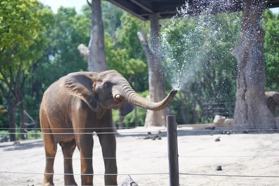 上海野生动物园建议周六周天去吗,上海野生动物园通玩一日游攻略