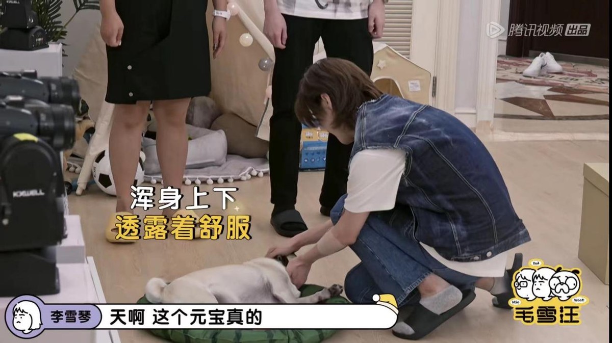 鹿晗毛雪汪是哪一期,毛雪汪夏番拟邀嘉宾