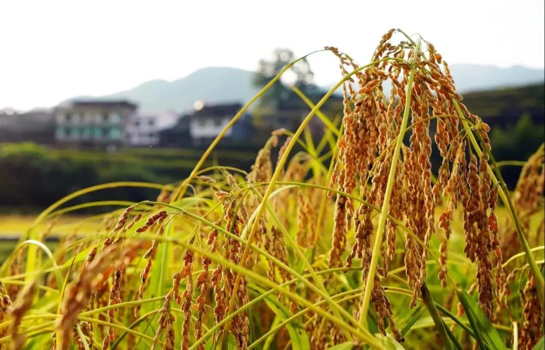 壮族三月三手工五色糯米饭,壮族三月三五色糯米饭如何制作