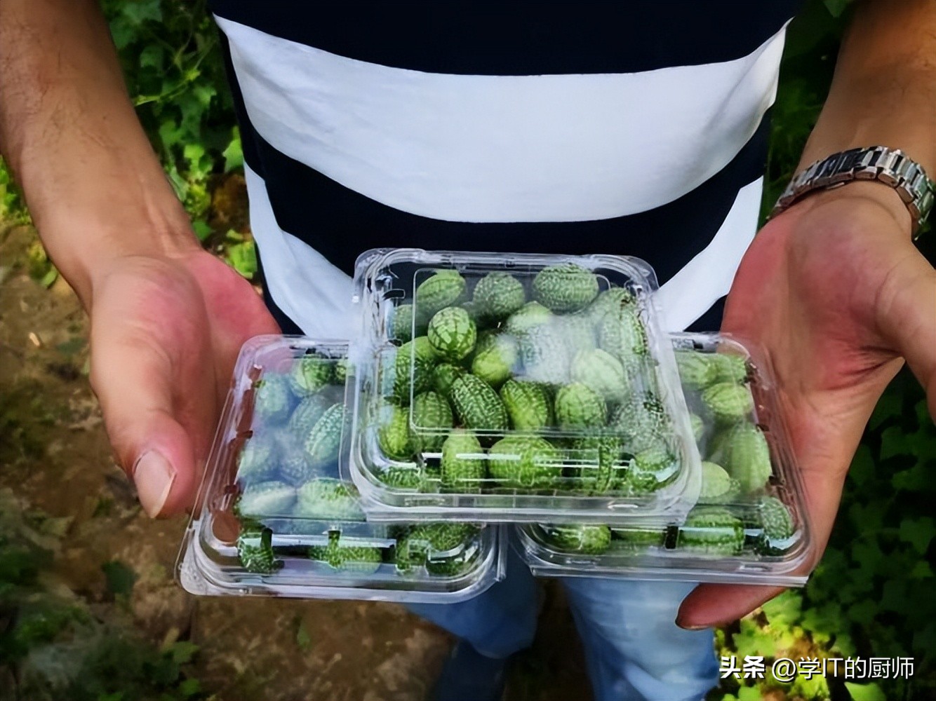 西瓜种植创业项目计划书,拇指西瓜种植创业