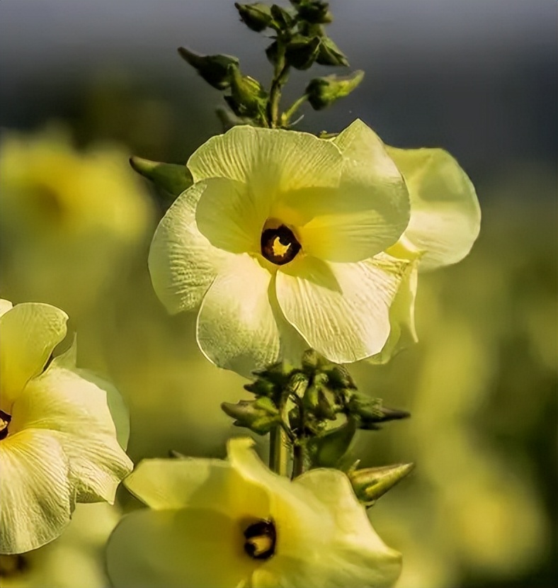 关于蜀葵的诗词名句,蜀葵花的古诗句