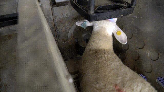 智慧赋能丨种羊场里的“科技范儿”