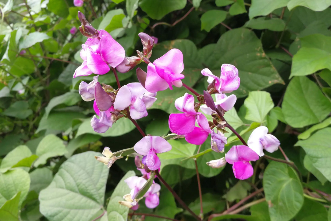 疏雨梧桐，惊破秋梦。10场诗词中的秋雨，写尽人生悲欢离合
