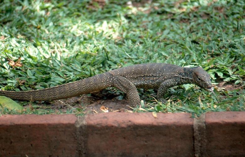 印度奇葩的真实情况,印度50张奇葩图片
