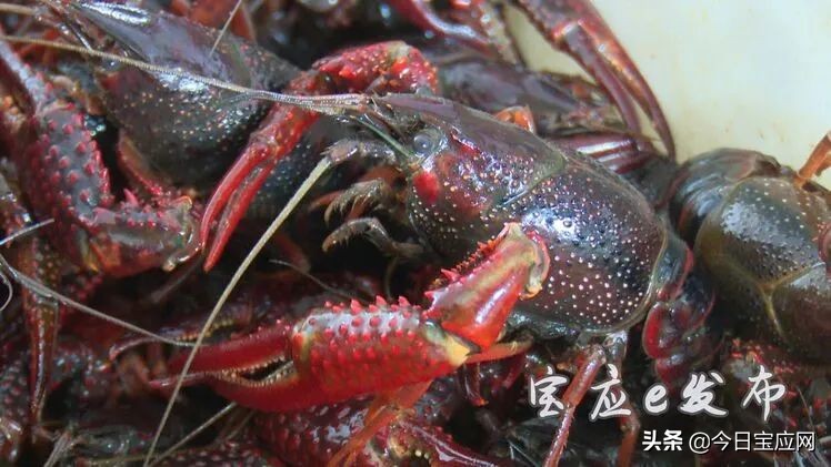 扬州宝应小龙虾养殖场,淮安5000亩小龙虾养殖