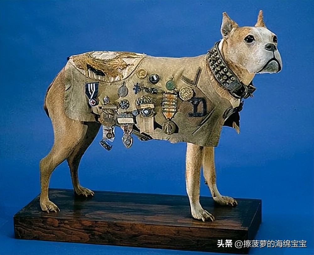 二战军犬传奇故事,一战斯塔比原型事件