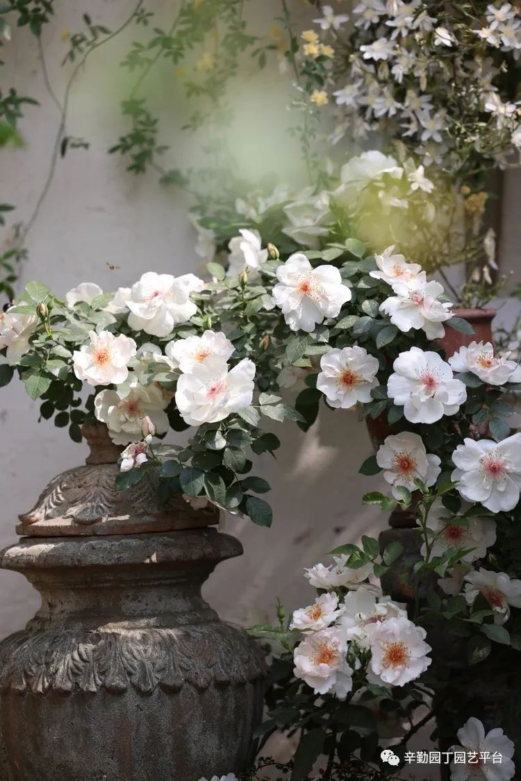 第八届园丁奖露台组《030号》洛基花园