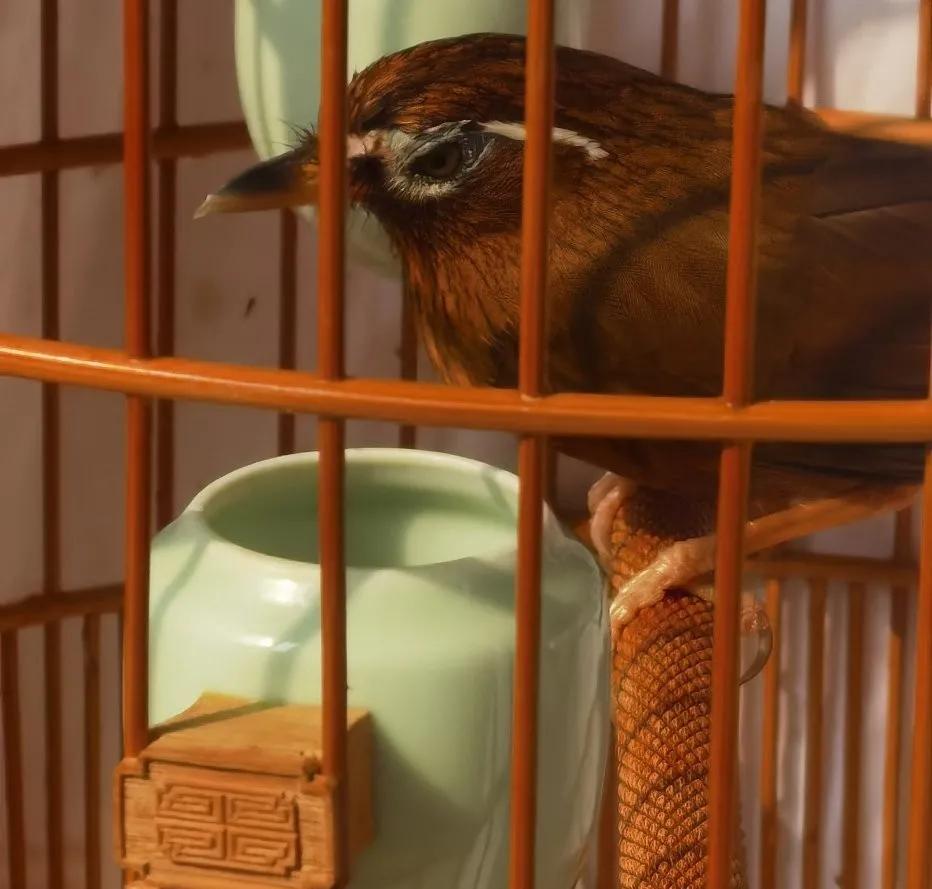 怎么让画眉鸟快速的训练,如何训练画眉鸟